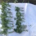 海量供应法国优质皇后手提苗！有需要的老铁可电联