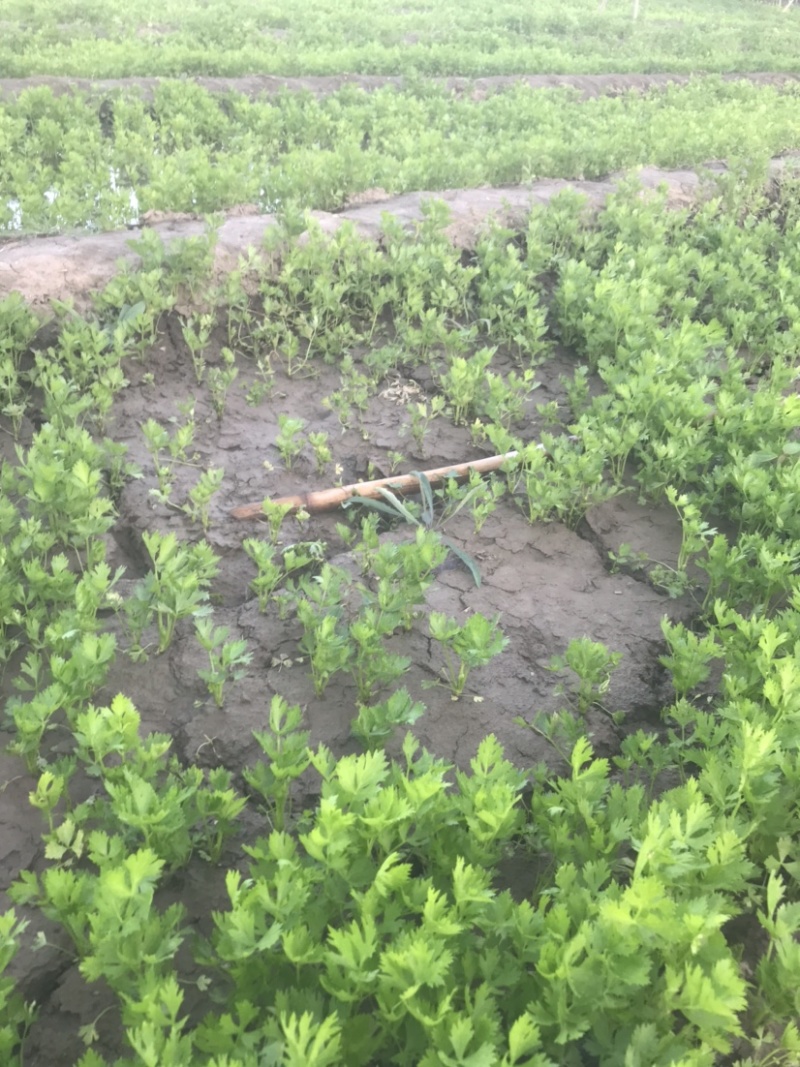 海量供应法国优质皇后手提苗！有需要的老铁可电联