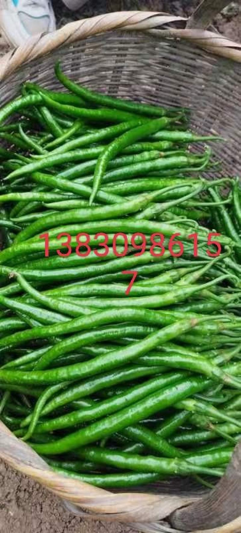 甘肃线椒鲜辣椒甘肃种植基地物鲜辣椒质美价廉保质保量