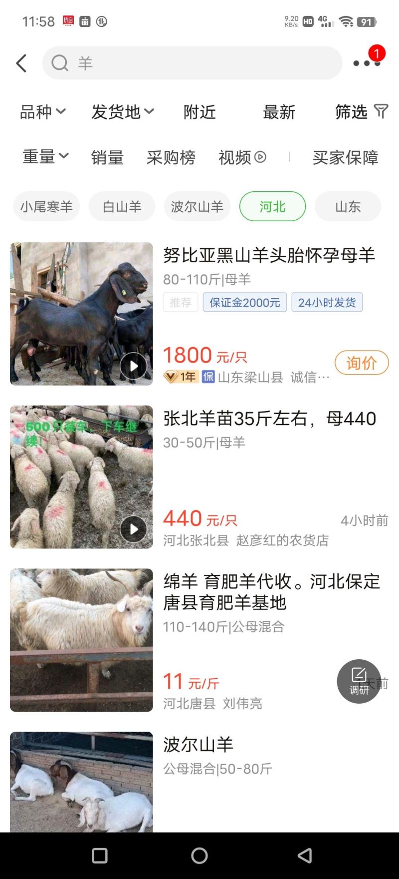 小羊