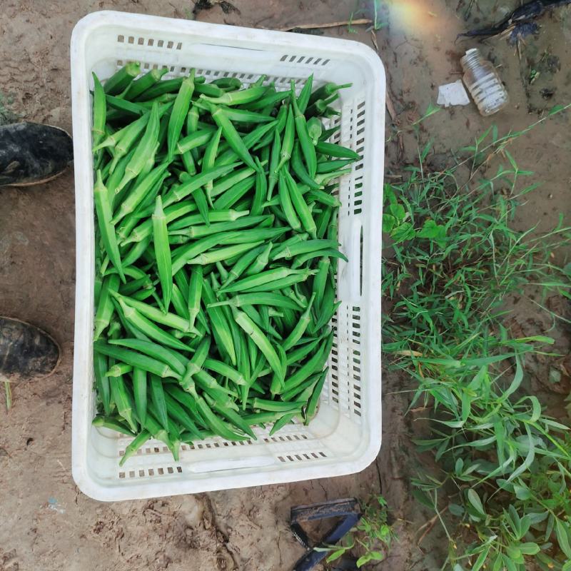 百亩基地，水果秋葵，黄秋葵，供商超，加工厂