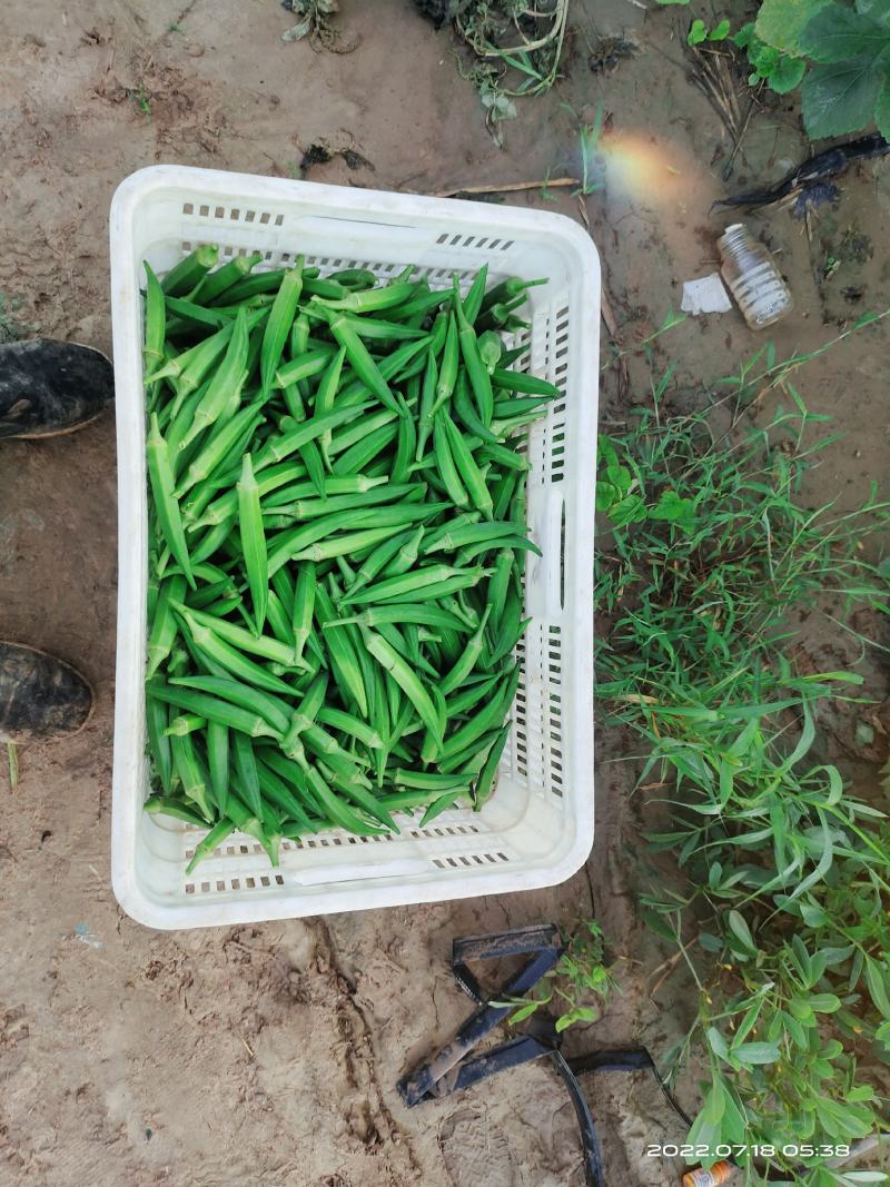 百亩基地，水果秋葵，黄秋葵，供商超，加工厂