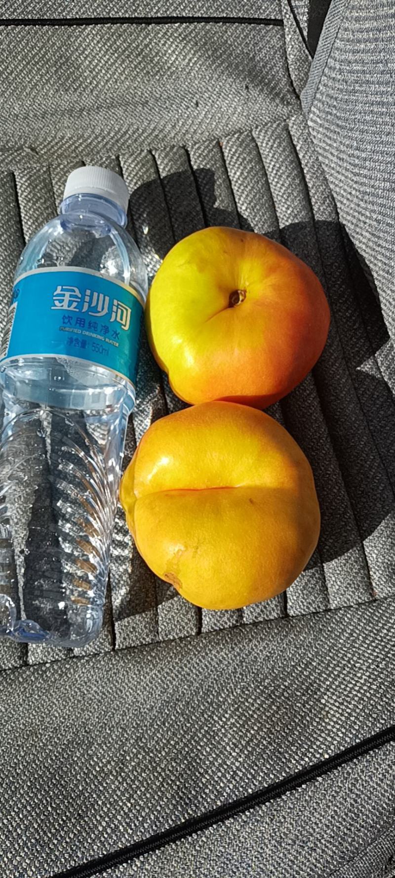 纯沙土地的蟠桃，中蟠7