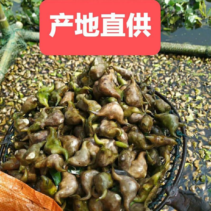 菱角大别山牛角菱角新鲜湖北黄冈蕲春货源充足