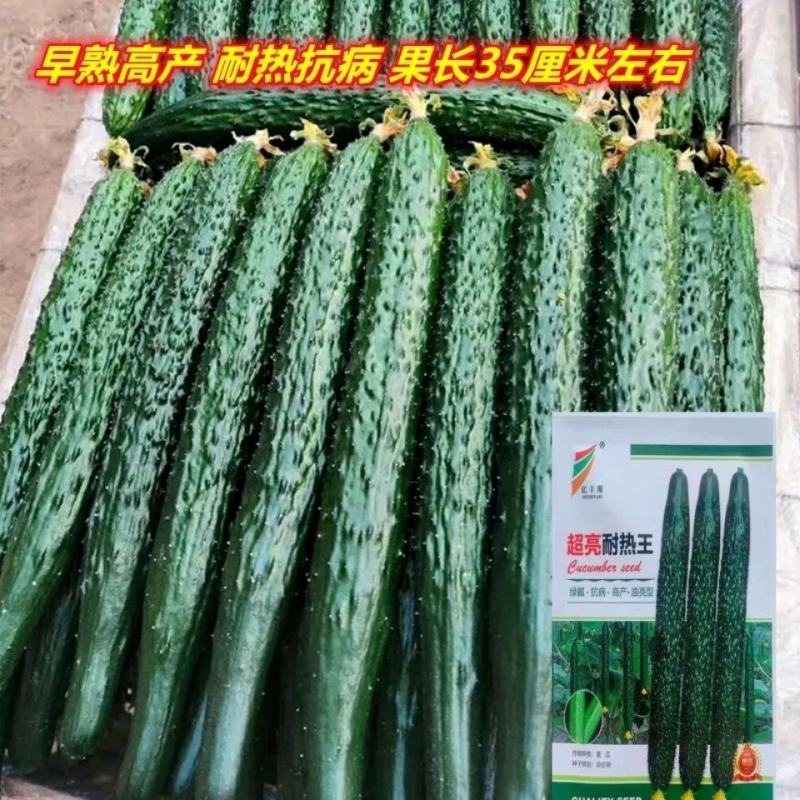 黄瓜种籽子高产深绿油亮青瓜耐热高产抗病顺直春秋四季黄瓜种