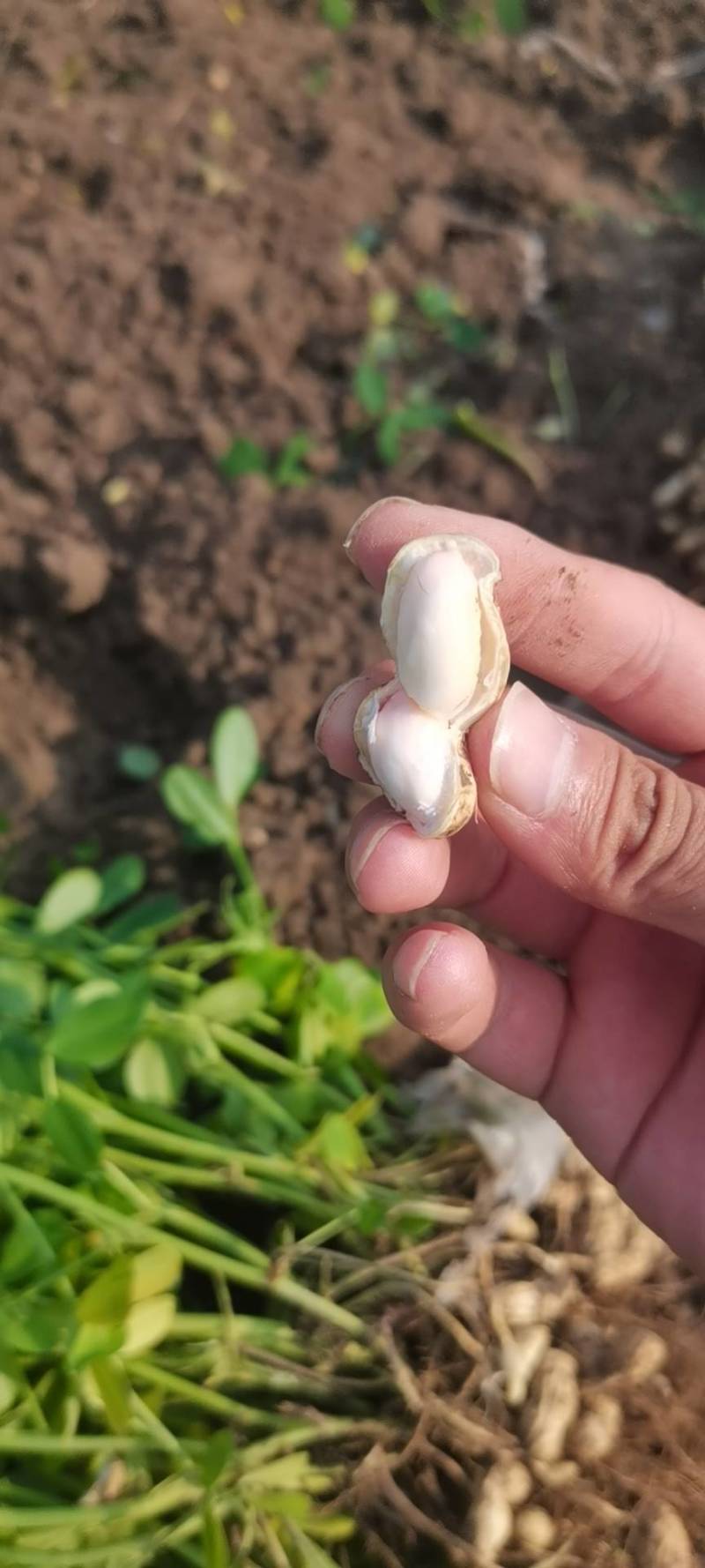 章丘鲜花生已上市，欢迎新老客户，电商电话咨询。