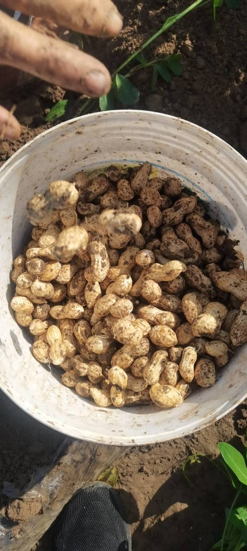 章丘鲜花生已上市，欢迎新老客户，电商电话咨询。