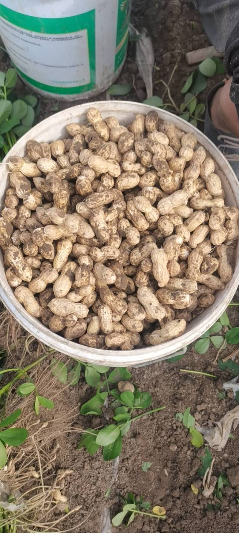 章丘鲜花生已上市，欢迎新老客户，电商电话咨询。