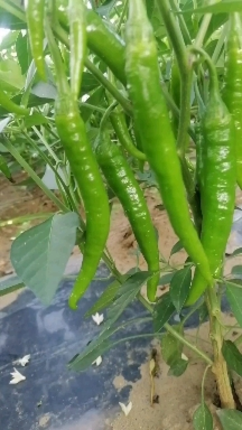 精品杭椒，高山杭椒，质量非常好，一级市场好货