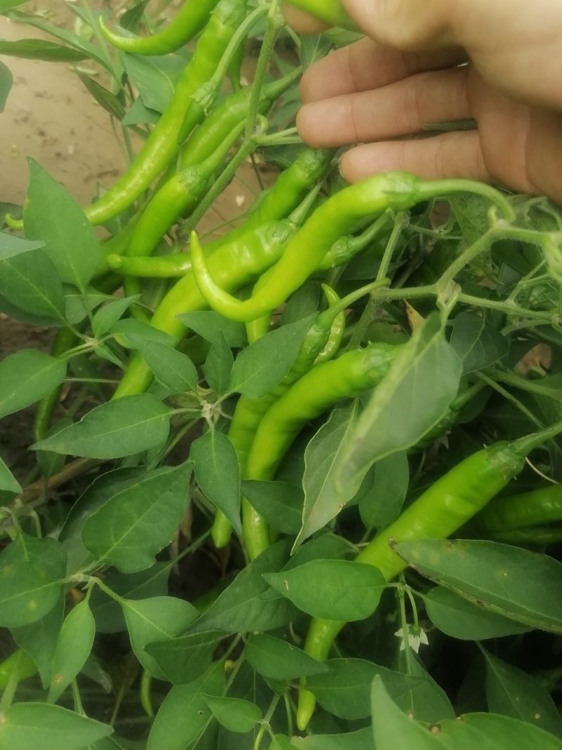 精品杭椒，高山杭椒，质量非常好，一级市场好货