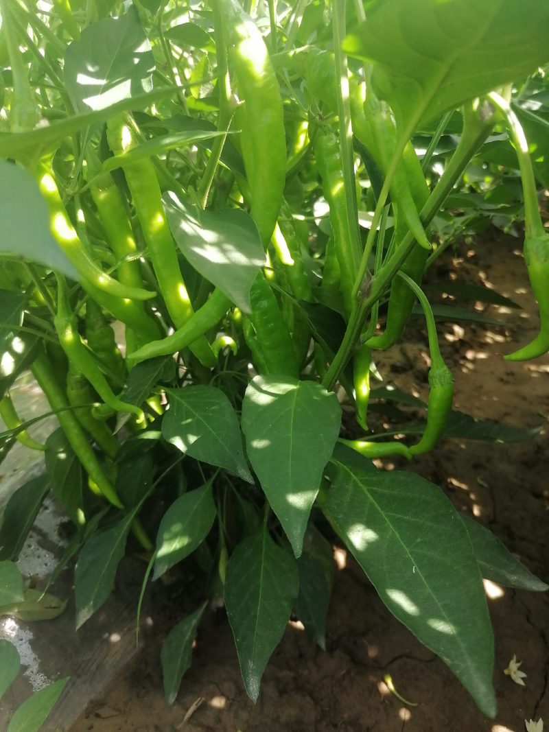 精品杭椒，高山杭椒，质量非常好，一级市场好货