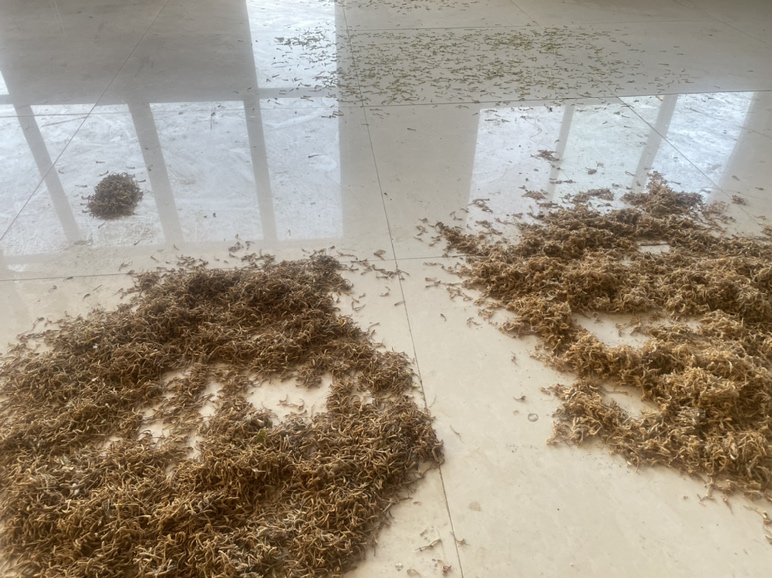 金花梨地板铺设效果图