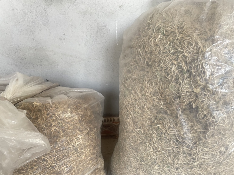 多个透明玻璃密封罐整齐排列在木架上,罐内分别装有杭白菊、金银花等中药材,标签清晰,环境整洁明亮,体现科学收纳理念 杭白菊密封储存场景图