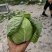 【推荐】宁夏牛心甘蓝产地直销量大从优欢迎来电咨询