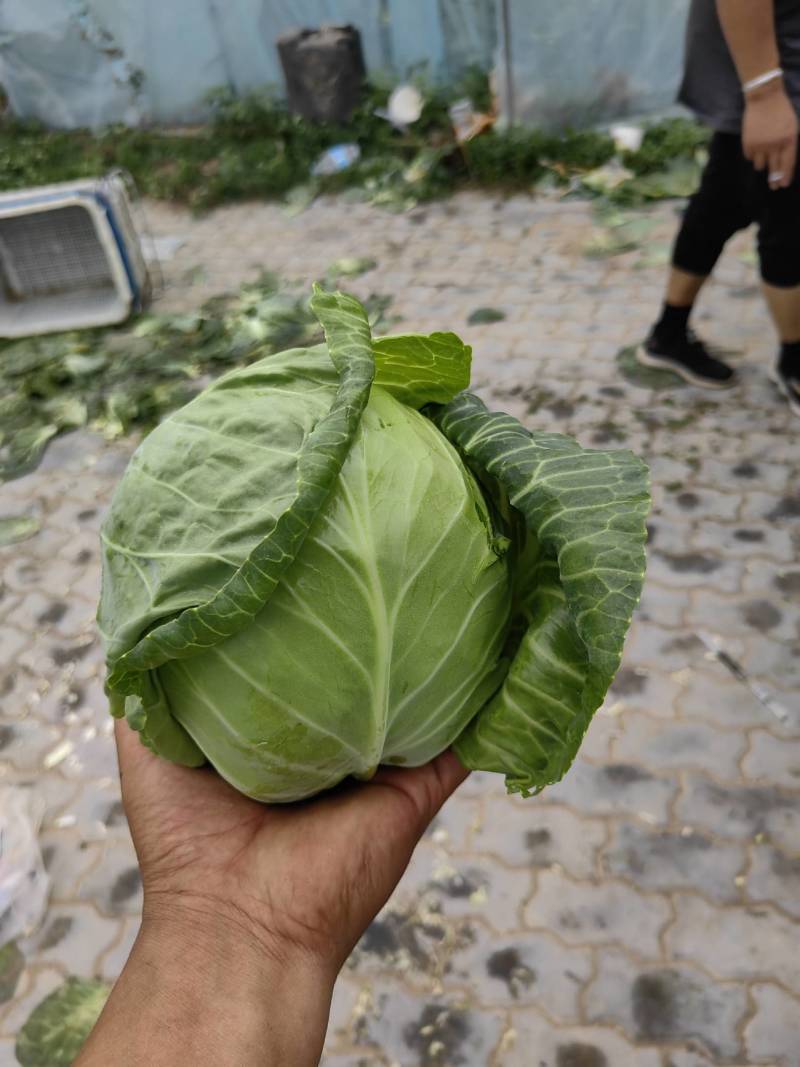 【推荐】宁夏牛心甘蓝产地直销量大从优欢迎来电咨询