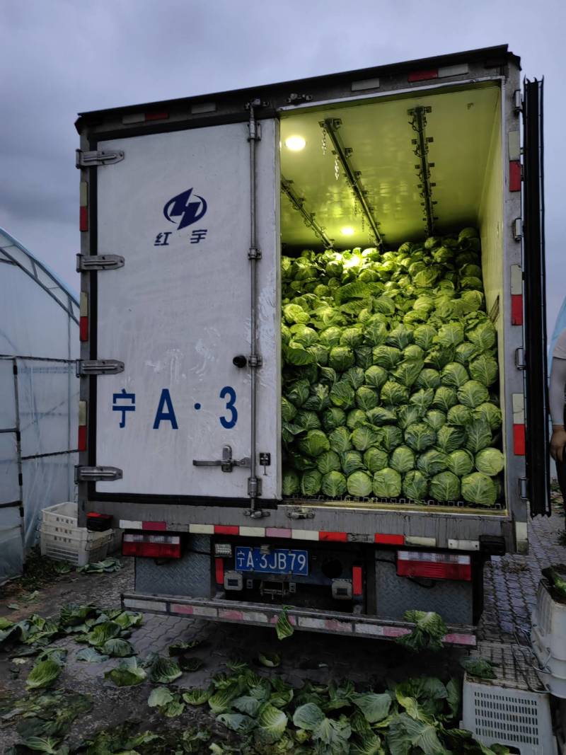 【推荐】宁夏牛心甘蓝产地直销量大从优欢迎来电咨询