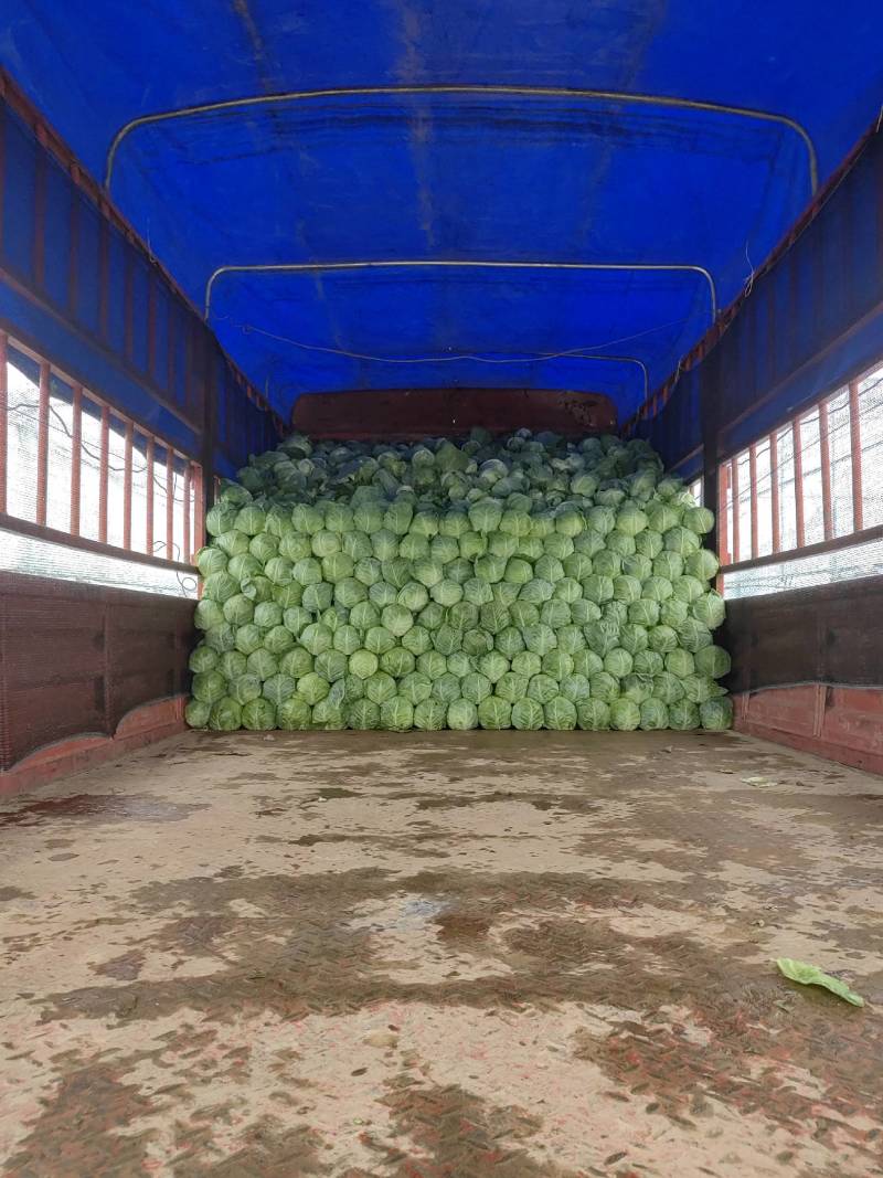 【推荐】宁夏牛心甘蓝产地直销量大从优欢迎来电咨询