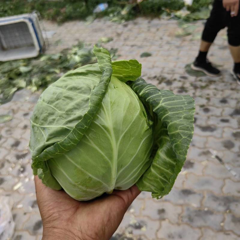 【推荐】宁夏牛心甘蓝产地直销量大从优欢迎来电咨询
