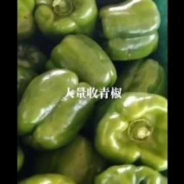 鲜辣椒