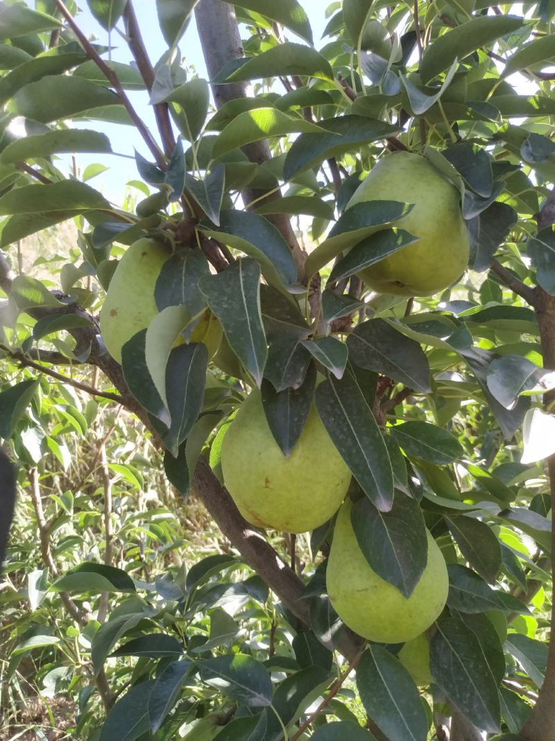 香蕉梨