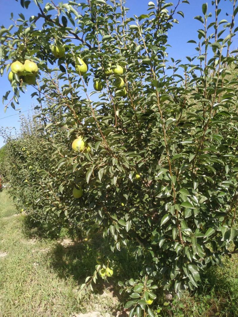 香蕉梨