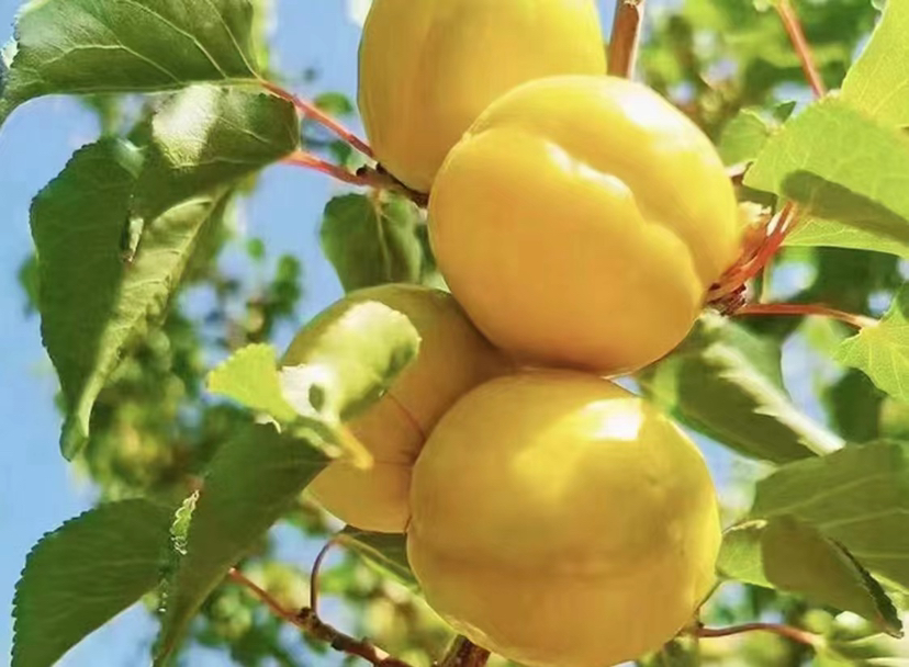 杏树挂满金黄色果实