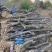 三角梅地桩大处理4---13公分粗2千棵28元上车