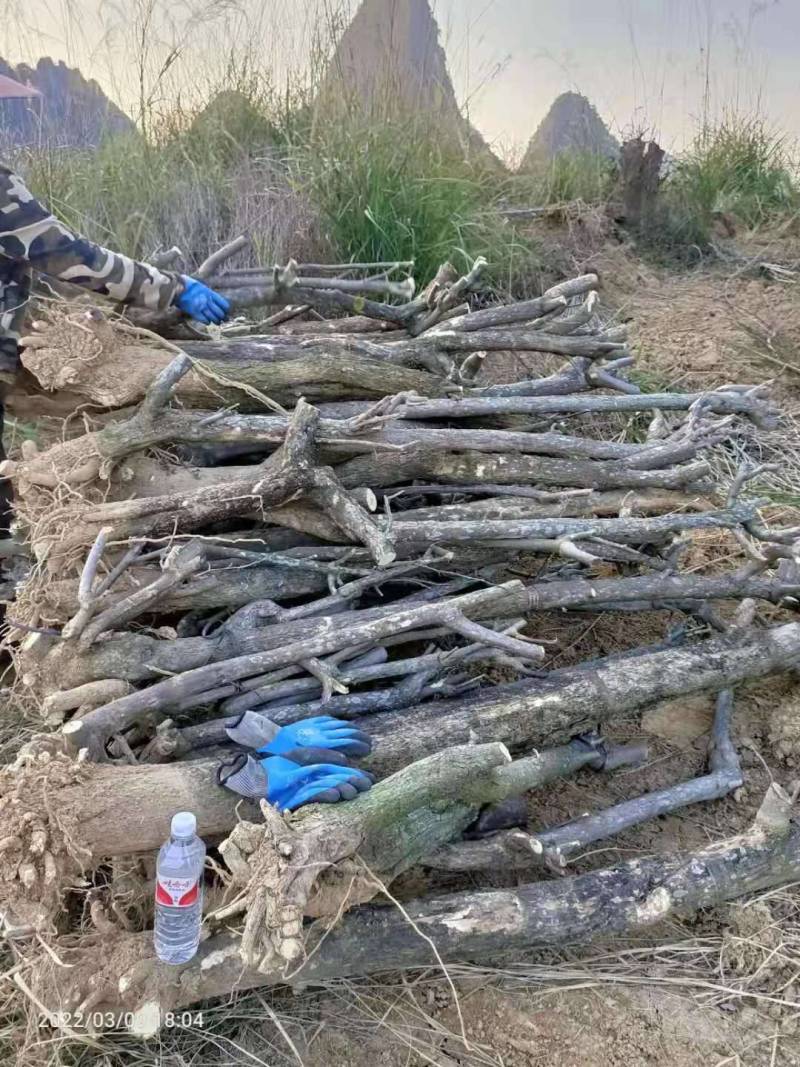 三角梅地桩大处理4---13公分粗2千棵28元上车