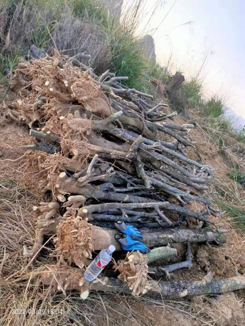 三角梅地桩大处理4---13公分粗2千棵28元上车