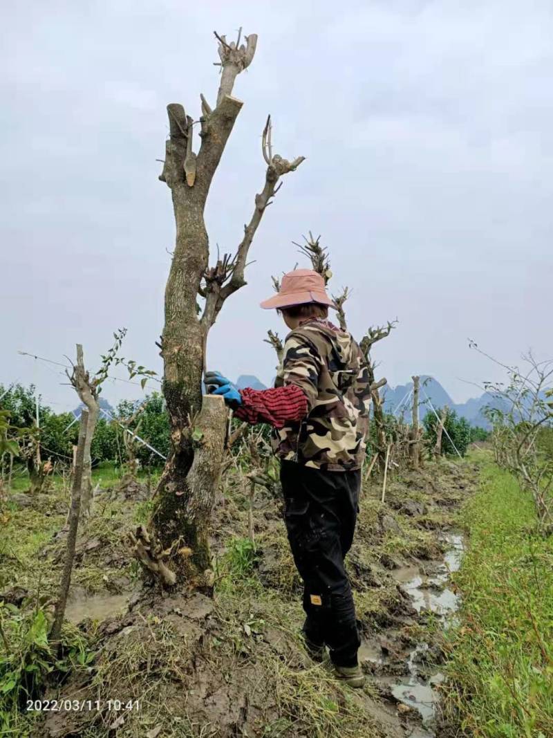 三角梅地桩大处理4---13公分粗2千棵28元上车