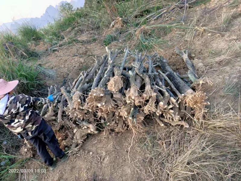 三角梅地桩大处理4---13公分粗2千棵28元上车