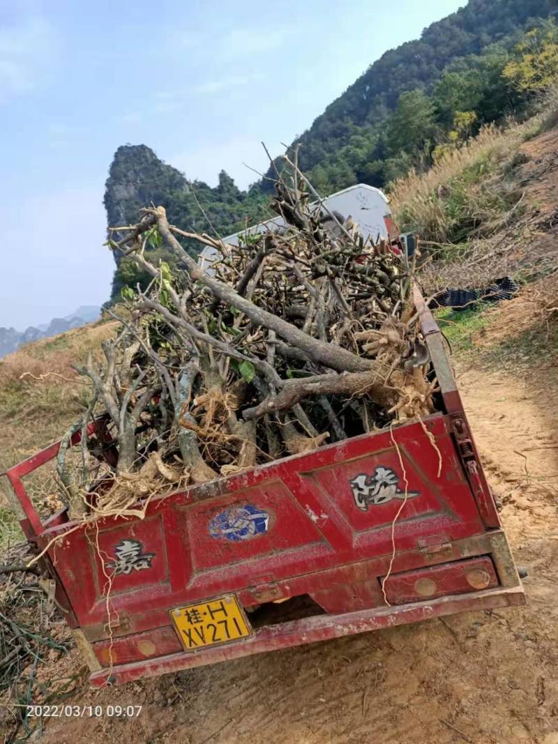三角梅地桩大处理4---13公分粗2千棵28元上车