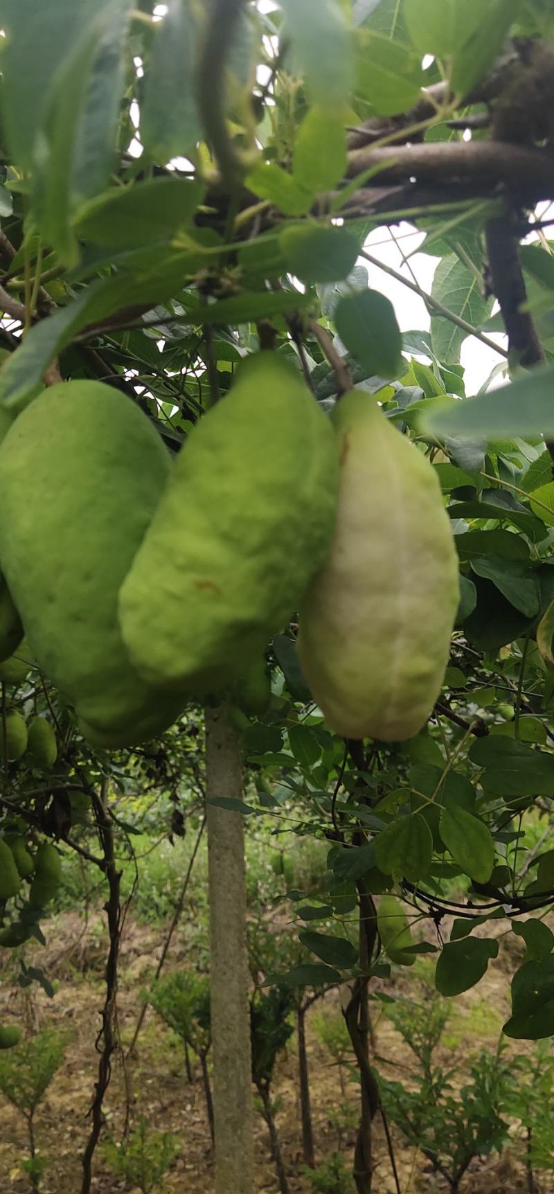 八月瓜自己种植百亩基地货源充足欢迎联系