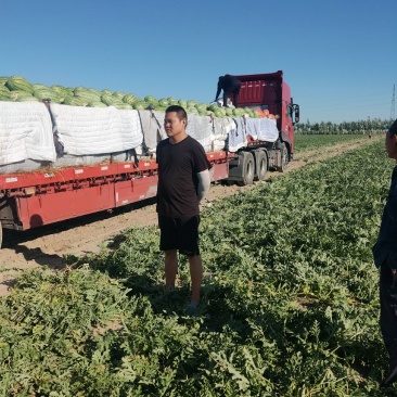 美丽大新疆昌吉红金城硒砂瓜产地直发一手货源对接电商