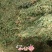 铜锤玉带草，珠珠草，地石榴