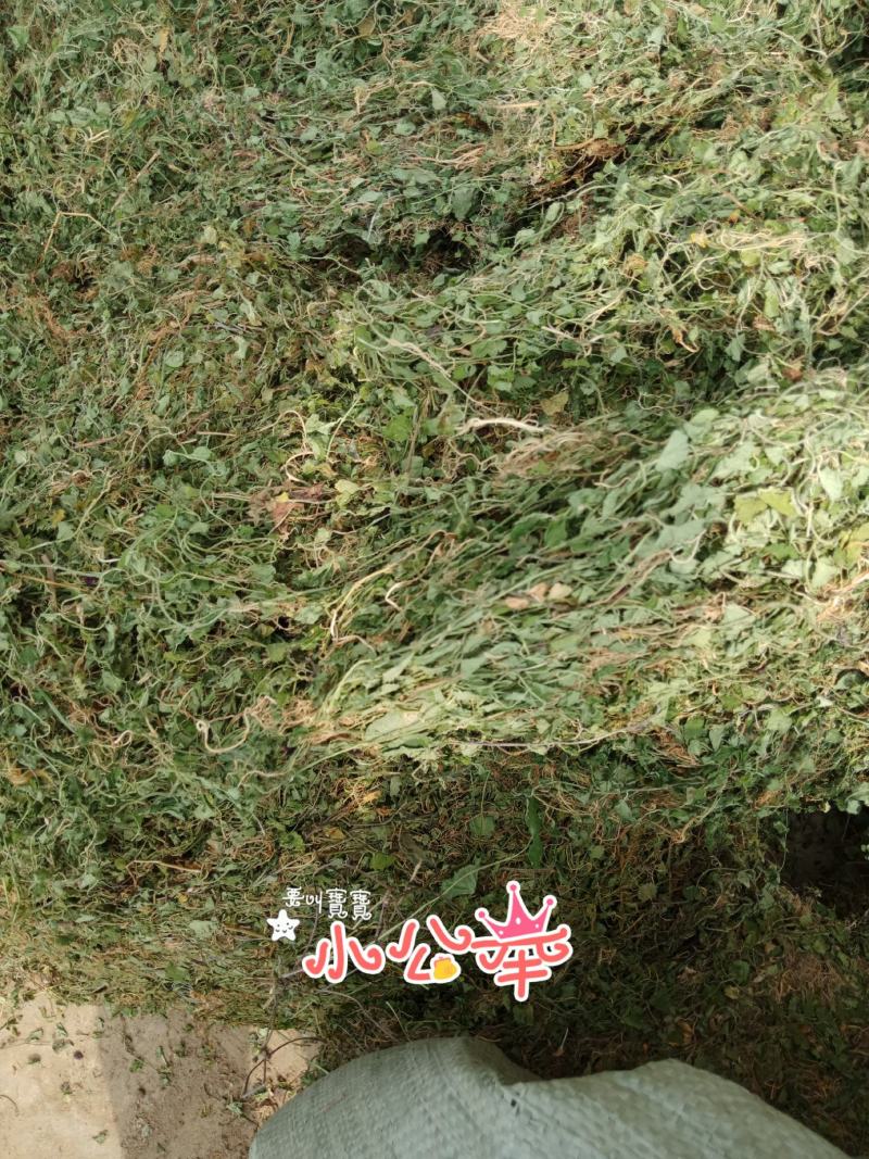 铜锤玉带草，珠珠草，地石榴