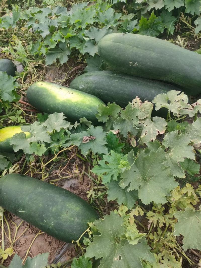 正定县南楼乡冬瓜种植大户大量批发冬瓜