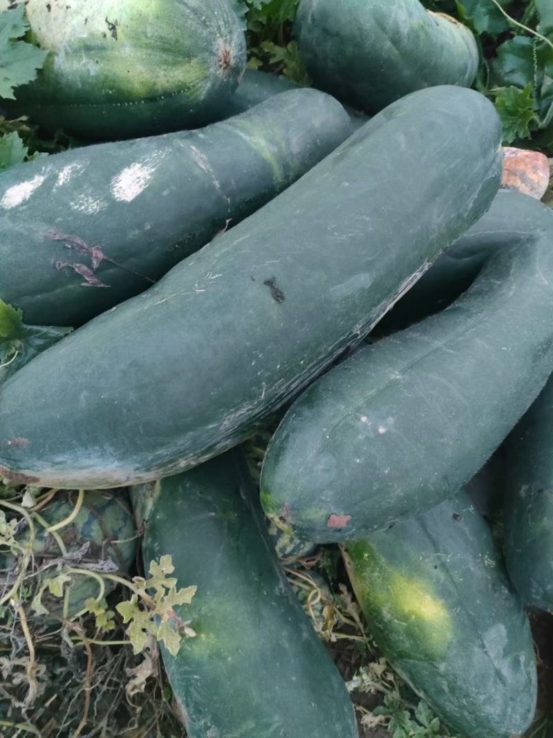 正定县南楼乡冬瓜种植大户大量批发冬瓜