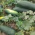 正定县南楼乡冬瓜种植大户大量批发冬瓜