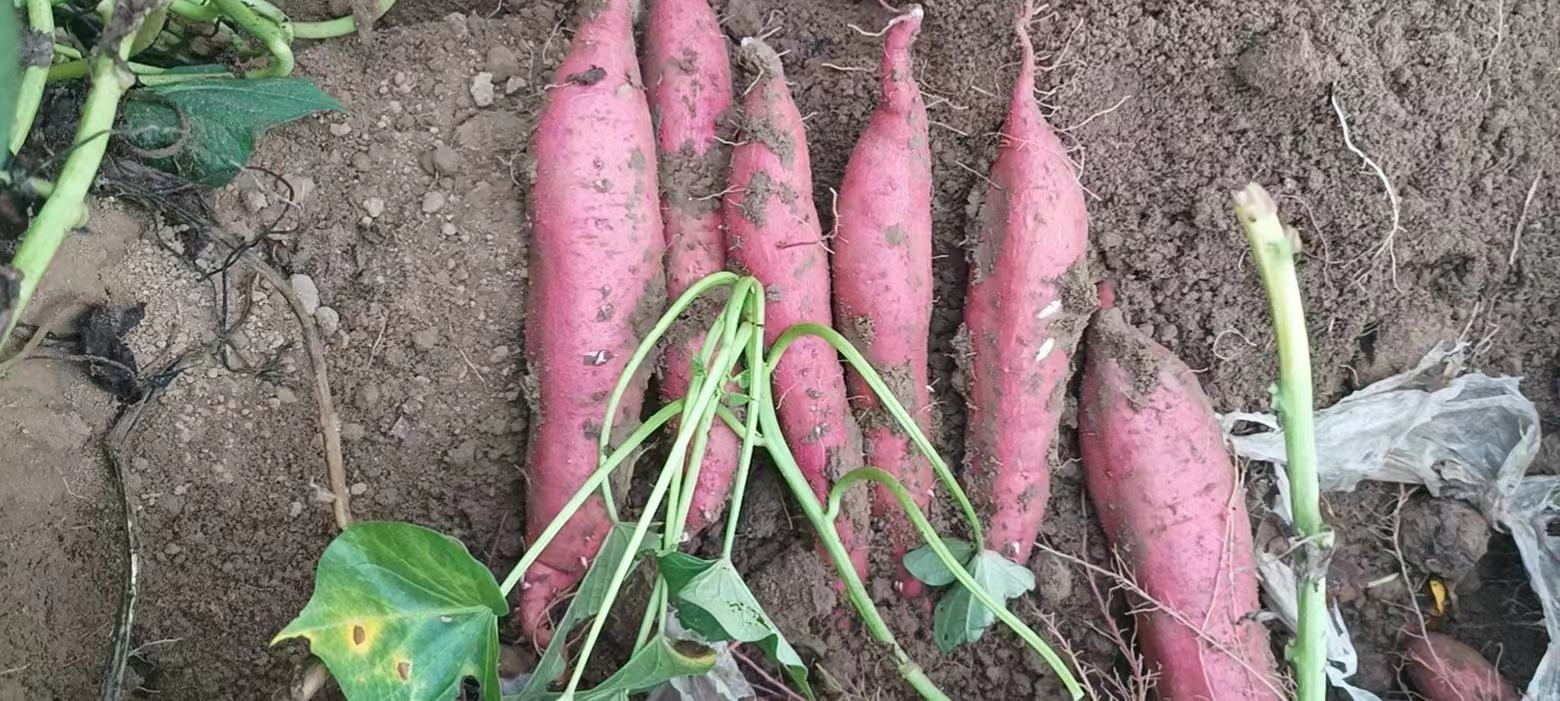 毛芋头成熟采收图