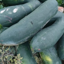 正定县南楼乡冬瓜种植大户大量批发冬瓜