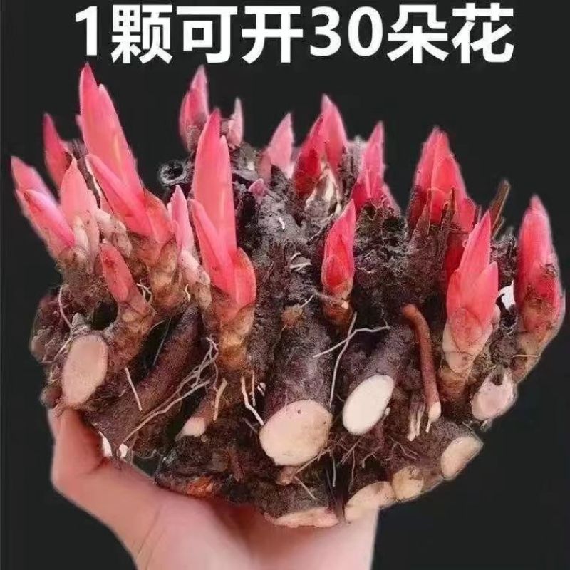 芍药花苗老桩根块四季好养活多年生牡丹庭院室内室外浓香花卉