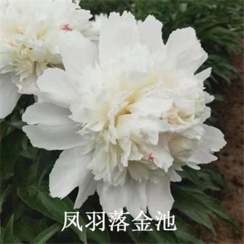 芍药花苗老桩根块四季好养活多年生牡丹庭院室内室外浓香花卉