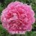 芍药花苗老桩根块四季好养活多年生牡丹庭院室内室外浓香花卉
