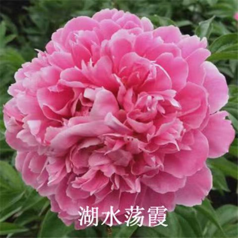 芍药花苗老桩根块四季好养活多年生牡丹庭院室内室外浓香花卉