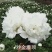 芍药花苗老桩根块四季好养活多年生牡丹庭院室内室外浓香花卉