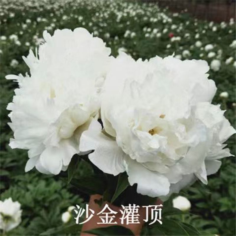 芍药花苗老桩根块四季好养活多年生牡丹庭院室内室外浓香花卉