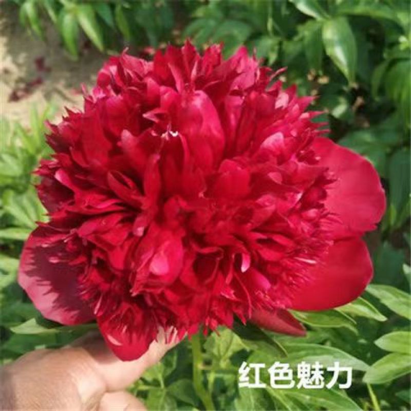 芍药花苗老桩根块四季好养活多年生牡丹庭院室内室外浓香花卉