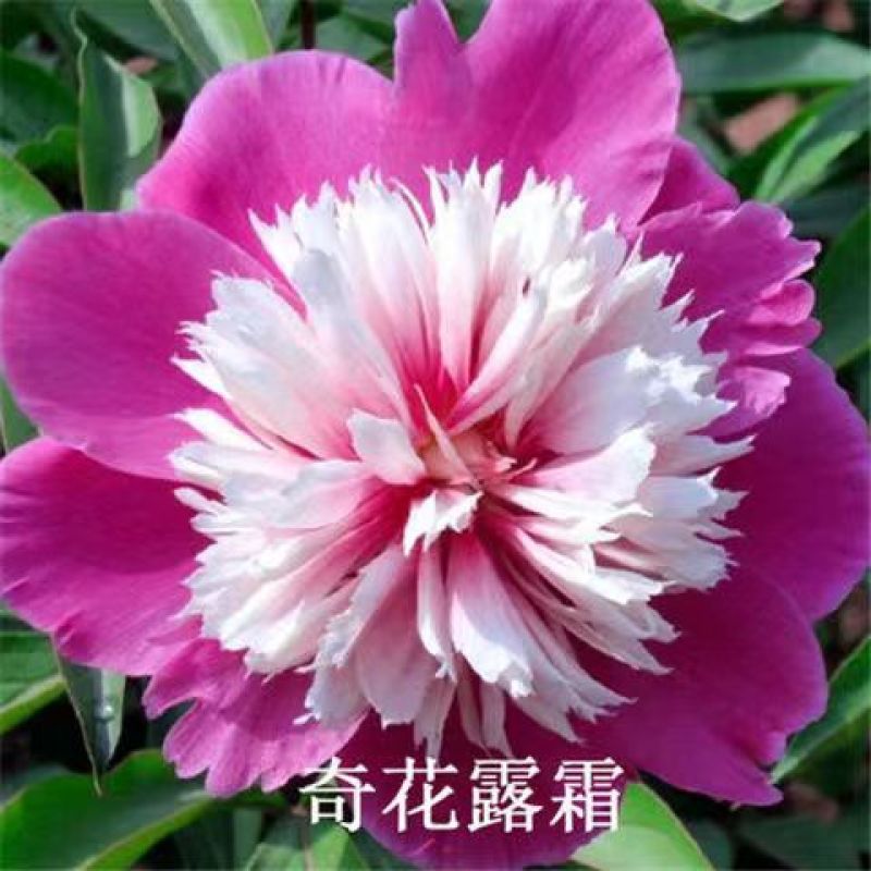 芍药花苗老桩根块四季好养活多年生牡丹庭院室内室外浓香花卉