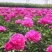芍药花苗老桩根块四季好养活多年生牡丹庭院室内室外浓香花卉